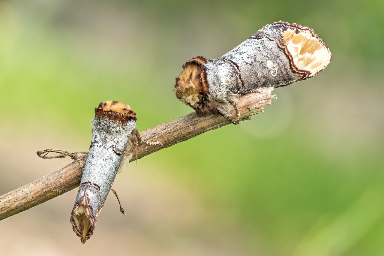 Naroznica zbrojowka (Phalera bucephala) (2)